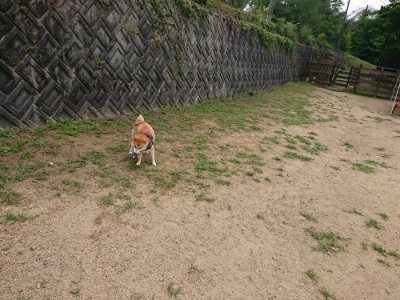 f:id:roukenhome-ann:20190708151056j:plain