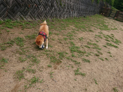 f:id:roukenhome-ann:20190708151101j:plain