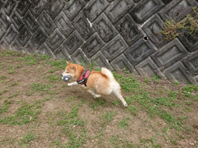 f:id:roukenhome-ann:20190708151106j:plain