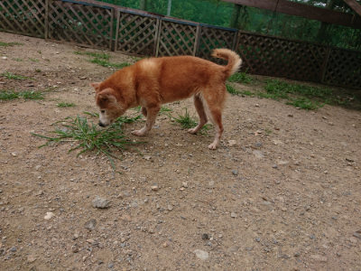 f:id:roukenhome-ann:20190708151131j:plain
