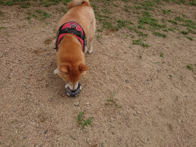 f:id:roukenhome-ann:20190708151146j:plain
