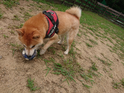 f:id:roukenhome-ann:20190708151210j:plain