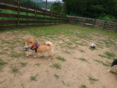 f:id:roukenhome-ann:20190708151239j:plain