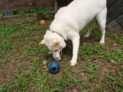 f:id:roukenhome-ann:20190708151300j:plain