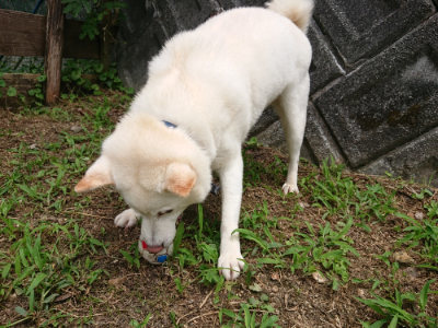 f:id:roukenhome-ann:20190708151315j:plain