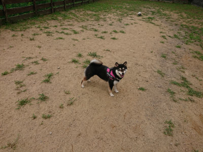 f:id:roukenhome-ann:20190708151319j:plain