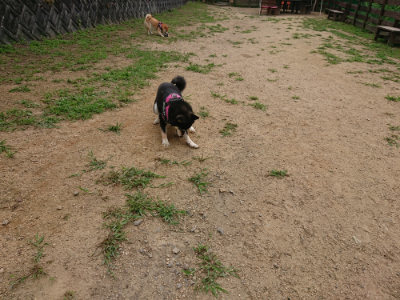 f:id:roukenhome-ann:20190708151348j:plain