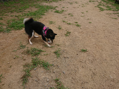f:id:roukenhome-ann:20190708151354j:plain
