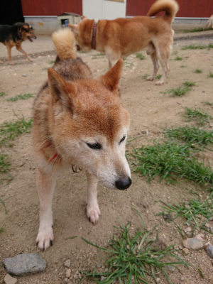 f:id:roukenhome-ann:20190708151451j:plain