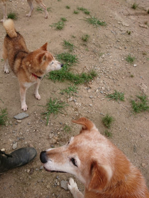 f:id:roukenhome-ann:20190708151459j:plain