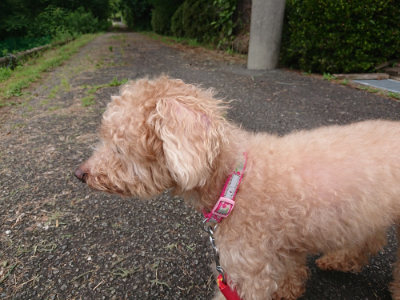 f:id:roukenhome-ann:20190708151504j:plain