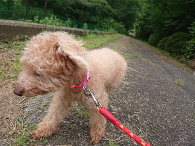 f:id:roukenhome-ann:20190708151509j:plain