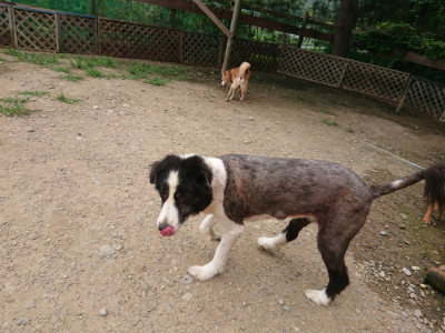 f:id:roukenhome-ann:20190708151550j:plain