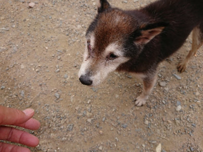 f:id:roukenhome-ann:20190708151607j:plain