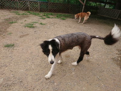 f:id:roukenhome-ann:20190708151618j:plain