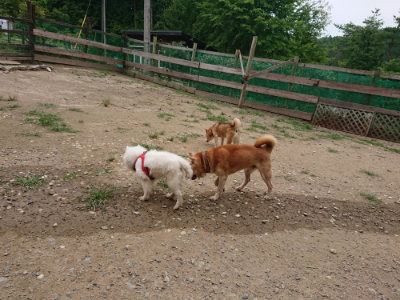 f:id:roukenhome-ann:20190708152924j:plain