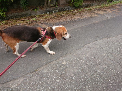 f:id:roukenhome-ann:20190708152929j:plain