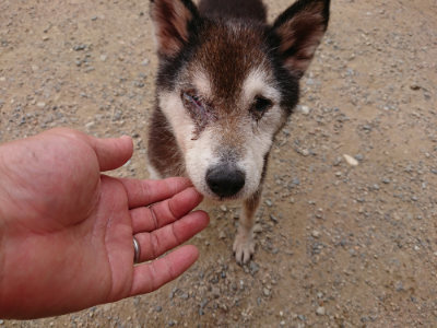 f:id:roukenhome-ann:20190708152954j:plain