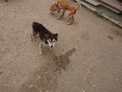 f:id:roukenhome-ann:20190708153045j:plain