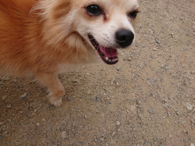 f:id:roukenhome-ann:20190708153151j:plain