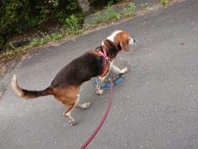 f:id:roukenhome-ann:20190708153208j:plain