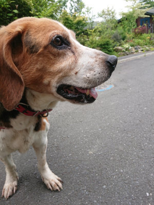 f:id:roukenhome-ann:20190708153223j:plain