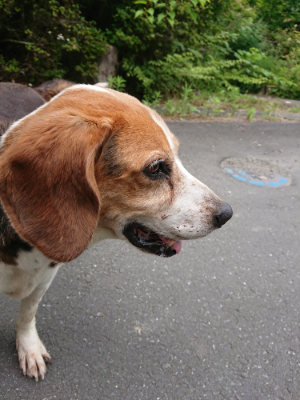 f:id:roukenhome-ann:20190708153228j:plain