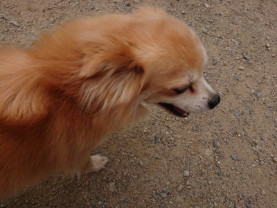 f:id:roukenhome-ann:20190708153244j:plain