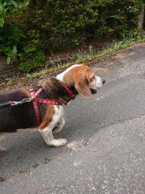 f:id:roukenhome-ann:20190708153250j:plain