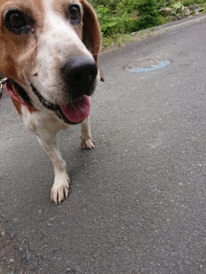 f:id:roukenhome-ann:20190708153255j:plain