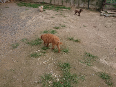 f:id:roukenhome-ann:20190708193515j:plain f:id:roukenhome-ann:20190708193515j:plain