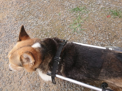 f:id:roukenhome-ann:20190708193547j:plain f:id:roukenhome-ann:20190708193547j:plain