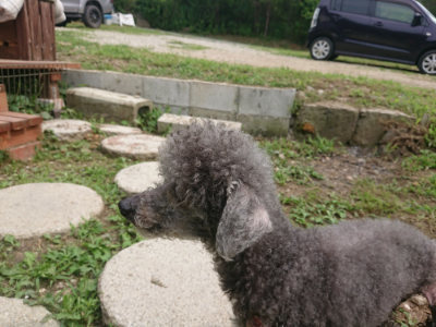 f:id:roukenhome-ann:20190708193553j:plain f:id:roukenhome-ann:20190708193553j:plain