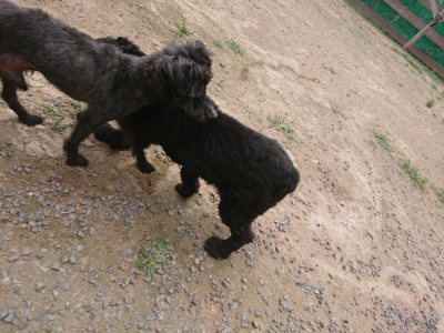 f:id:roukenhome-ann:20190708193559j:plain f:id:roukenhome-ann:20190708193559j:plain