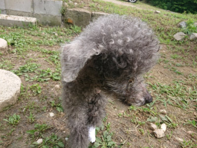 f:id:roukenhome-ann:20190708193609j:plain f:id:roukenhome-ann:20190708193609j:plain