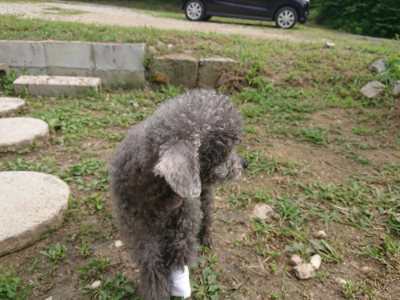 f:id:roukenhome-ann:20190708193615j:plain f:id:roukenhome-ann:20190708193615j:plain