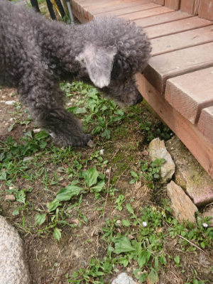 f:id:roukenhome-ann:20190708193622j:plain f:id:roukenhome-ann:20190708193622j:plain