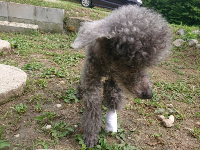 f:id:roukenhome-ann:20190708193639j:plain f:id:roukenhome-ann:20190708193639j:plain