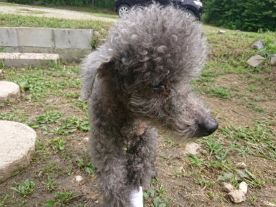 f:id:roukenhome-ann:20190708193645j:plain f:id:roukenhome-ann:20190708193645j:plain