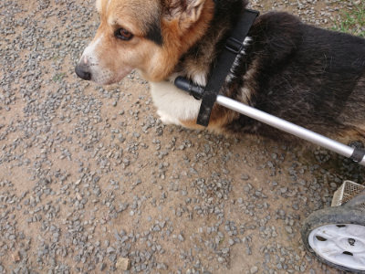f:id:roukenhome-ann:20190708193708j:plain f:id:roukenhome-ann:20190708193708j:plain