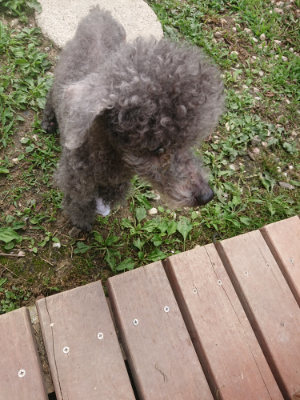 f:id:roukenhome-ann:20190708193733j:plain f:id:roukenhome-ann:20190708193733j:plain