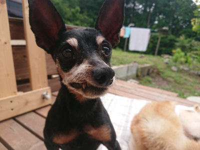 f:id:roukenhome-ann:20190708193807j:plain f:id:roukenhome-ann:20190708193807j:plain