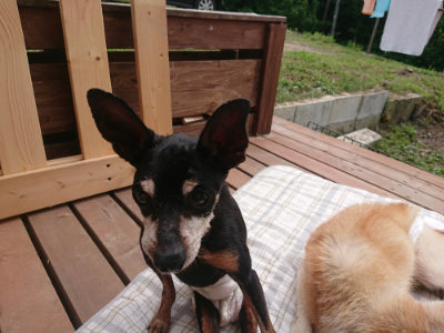 f:id:roukenhome-ann:20190708193813j:plain f:id:roukenhome-ann:20190708193813j:plain