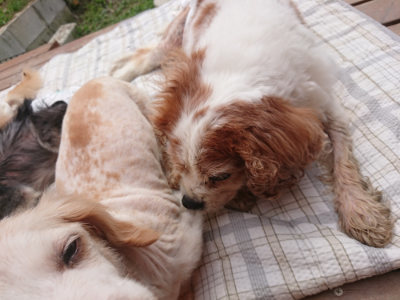 f:id:roukenhome-ann:20190708193824j:plain f:id:roukenhome-ann:20190708193824j:plain