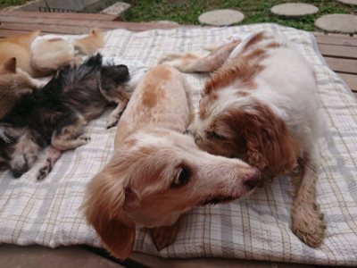 f:id:roukenhome-ann:20190708193830j:plain f:id:roukenhome-ann:20190708193830j:plain