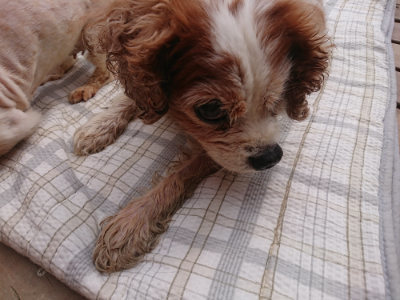 f:id:roukenhome-ann:20190708193836j:plain f:id:roukenhome-ann:20190708193836j:plain