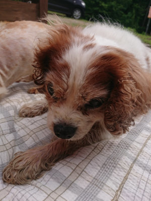 f:id:roukenhome-ann:20190708193841j:plain f:id:roukenhome-ann:20190708193841j:plain