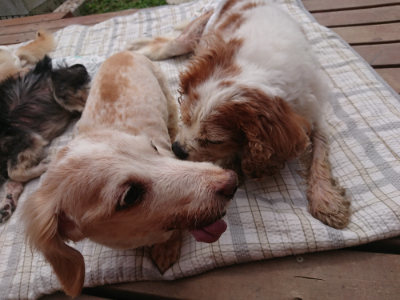 f:id:roukenhome-ann:20190708193847j:plain f:id:roukenhome-ann:20190708193847j:plain