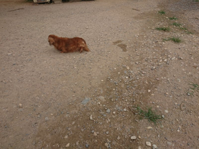 f:id:roukenhome-ann:20190708193928j:plain f:id:roukenhome-ann:20190708193928j:plain
