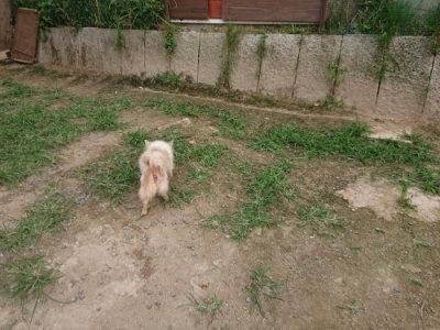 f:id:roukenhome-ann:20190708201953j:plain f:id:roukenhome-ann:20190708201953j:plain